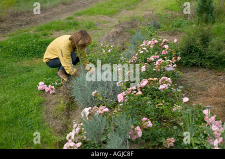 FEMME TAILLE FLEURS ROSES BROUSSE JARDIN BRETAGNE FRANCE EUROPE Banque D'Images