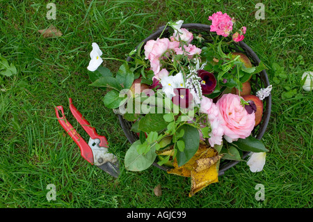 Les fleurs se sont réunis ET LES POMMES AVEC UNE PAIRE DE SÉCATEURS À BRETAGNE FRANCE Banque D'Images