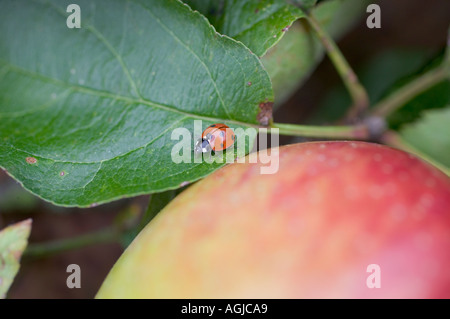 Coccinelle SUR UNE FEUILLE DE POMMIER BRETAGNE FRANCE Banque D'Images