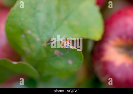 Coccinelle SUR UNE FEUILLE DE POMMIER BRETAGNE FRANCE Banque D'Images