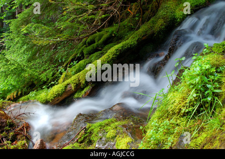 Stream dans la forêt sur le sentier des merveilles dans la partie nord-ouest de Mt Rainier National Park Banque D'Images