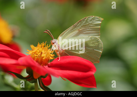 Brimstone Butterfly se nourrissent d'une fleur dahlia rouge Allemagne Bavière Banque D'Images