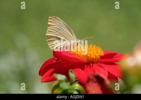 Grand Chou blanc alimentation papillon sur une fleur de dahlia rouge Allemagne Bavière Banque D'Images