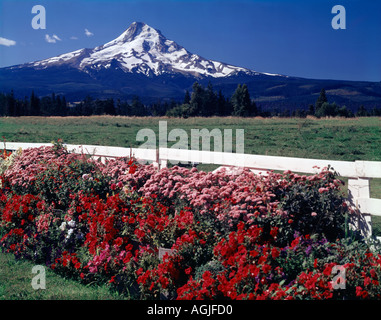 Mount Hood dans l'Oregon vu à partir d'une petite ferme en fleurs jardin dans la vallée de la rivière Hood Banque D'Images