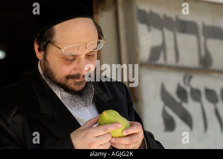 Juif religieux vérifie citron pour défauts avant d'acheter et de l'utiliser dans la prière de cérémonie pendant Souccot Fête des Tabernacles à Jérusalem Israël Banque D'Images