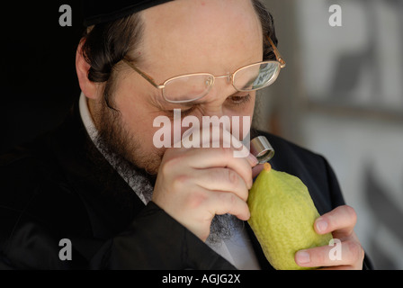 Juif religieux vérifie citron pour défauts avant d'acheter et de l'utiliser dans la prière de cérémonie pendant Souccot Fête des Tabernacles à Jérusalem Israël Banque D'Images