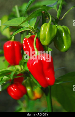 Piment Habanero (Capsicum chinense) croissant sur un buisson dans UK Banque D'Images