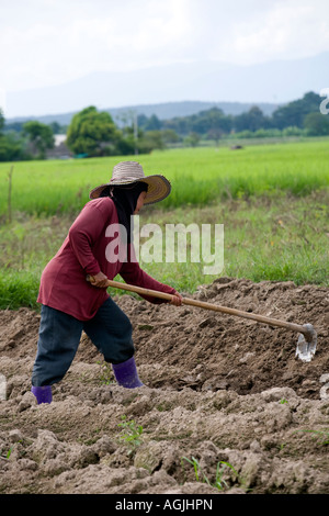 Femme à l'aide d'hoe, cultiver le riz dans les plantations, les rizières en terrasses  Asie Chiang Mai Thaïlande Banque D'Images