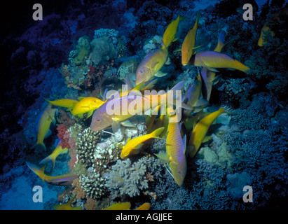 Une bande jaune goatfish Mulloidichthys vanicolensis Banque D'Images