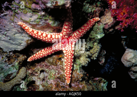 Étoile de mer Étoile Pearl fromia monilis sur le corail en mer Rouge Banque D'Images