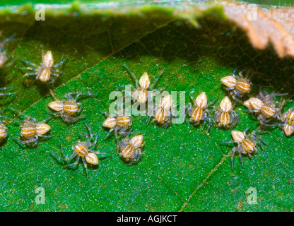 Macrophotographie des extrêmes les jeunes araignées sur une feuille Banque D'Images