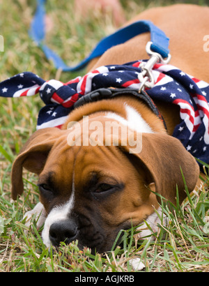 Un chien chiot patriotique habillés dans stars and stripes à un défilé du 4 juillet dans la région de Bartlett Illinois essaie de faire une sieste Banque D'Images