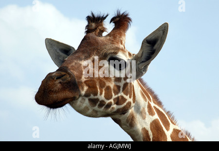 Photo de girafe à gauche Banque D'Images