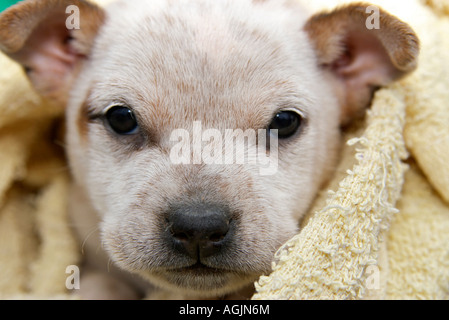 Un mignon et adorable fox terrier puppy dog enveloppé dans une couverture Banque D'Images