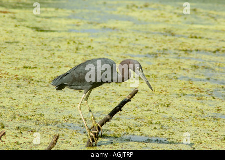 Oiseau posé sur une branche au Texas swamp Banque D'Images