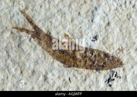 Diplomystus - poissons fossiles de la Formation de Green River dans le Wyoming. 35mm du nez à la queue Banque D'Images