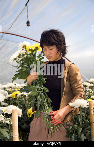 Portrait of Asian Woman picking fleurs chrysanthème, fleurs, & les cultures qui poussent en serre de polyéthylène polytunnels, Chiang Mai dans le Nord de la Thaïlande, Asie Banque D'Images