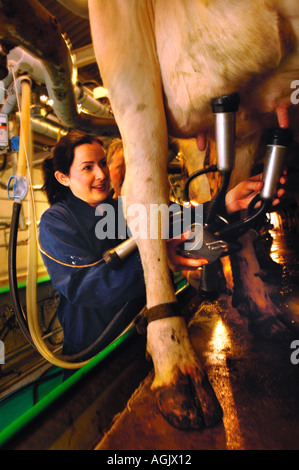 Une productrice de lait de vaches frisonnes sur une ferme laitière dans le Gloucestershire UK Banque D'Images