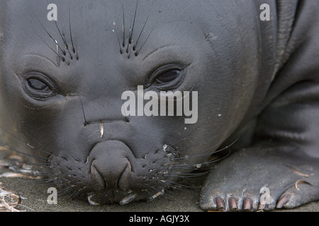 Le sud de l'éléphant de mer Mirounga leonina pup sur plage de la Géorgie du Sud l'Antarctique Janvier 2007 Banque D'Images