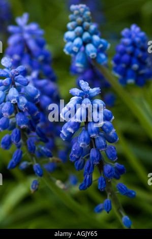 Muscaris, Close-up de petites fleurs bleues avec un fond vert dans le jardin, de l'Oregon, USA, Amérique du Nord Banque D'Images