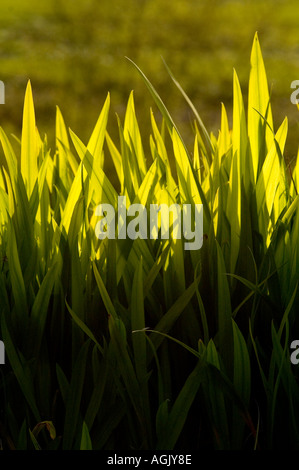 Herbes éclairées par la lumière du soleil de fin d'après-midi de l'Oregon, USA, Amérique du Nord Banque D'Images