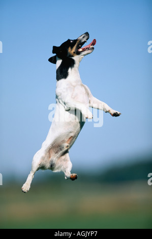 Jumping Jack Russell Terrier Banque D'Images