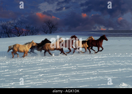 L'exécution de chevaux. Quarter Horses, en alternant les couleurs, galop dans la neige profonde comme la fin de couleurs soleil les nuages, USA Banque D'Images