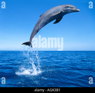 Bouteille nosed Dolphin jumping Honduras Amérique Centrale Banque D'Images