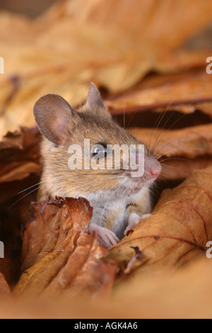 Terrain à longue queue Apodemus sylvaticus Souris Banque D'Images