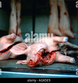 Fresh farm cochon dans un camion de livraison à un magasin de boucherie Carmarthenshire Carmarthen Wales UK KATHY DEWITT Banque D'Images