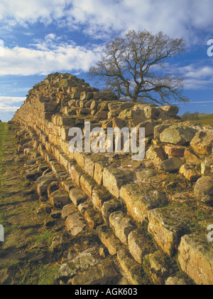 Mur d'Hadrien à Willowford près de Gilsland Cumbria Banque D'Images