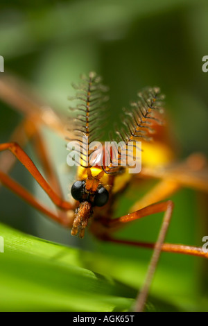 Portrait of a crane fly Ctenophora festiva France Banque D'Images