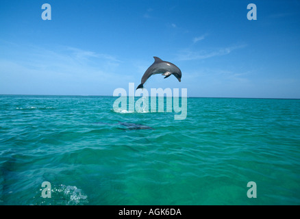 Bouteille nosed Dolphin jumping Honduras Amérique Centrale Banque D'Images