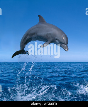 Bouteille nosed Dolphin jumping Honduras Amérique Centrale Banque D'Images