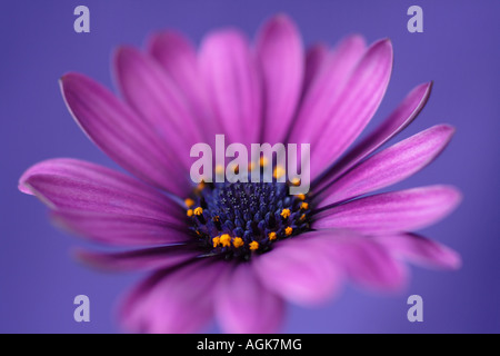 Ostéospermum, Cape Daisy Banque D'Images