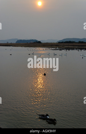 Les cygnes de Bewick, le sanctuaire des oiseaux d'Yonago. Yonago Japon Banque D'Images