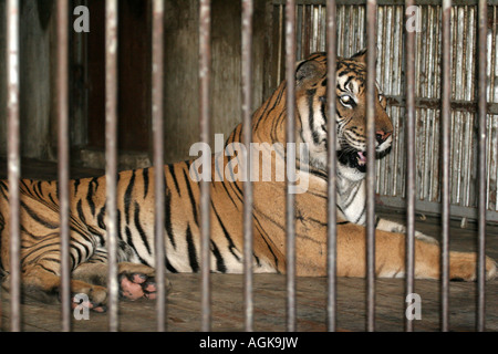 Tiger in beijing zoo china hi-res stock photography and images - Alamy