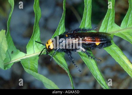 Megascolia maculata, Wasp de mammouth. Femme on leaf Banque D'Images