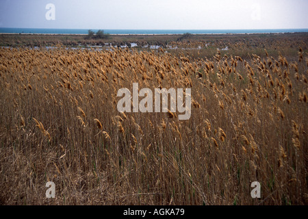 Les plantes, famille des Poacées. Crampons. Delta de l'Èbre. Province de Tarragone. Espagne Banque D'Images