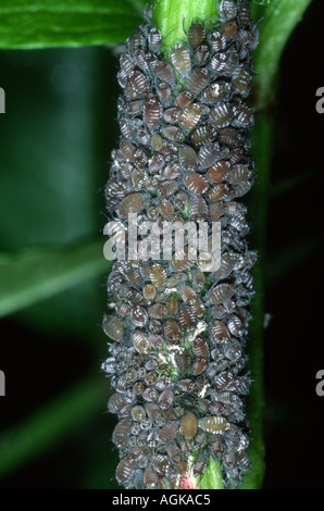 La famille, les pucerons Aphididae. Colonie sur tige Banque D'Images