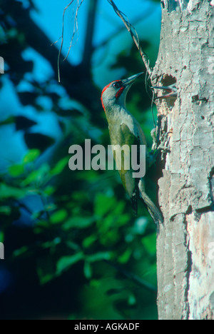 Pic Vert, Picus viridis ssp. sharpei. Homme au nid avec poussin. Péninsule ibérique. Espagne Banque D'Images