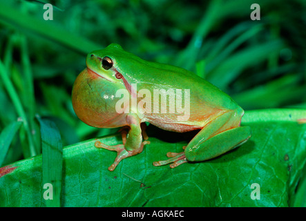 Stripeless Tree Frog, Hyla meridionalis. Coassement mâle Banque D'Images