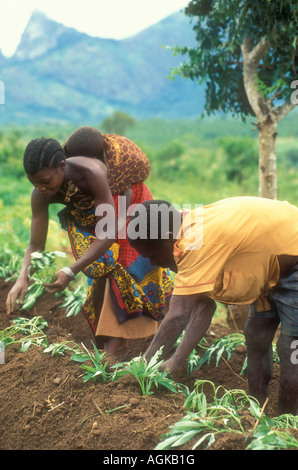 Mari et femme la plantation de patates douces à Morogoro, Tanzanie. distr. Banque D'Images