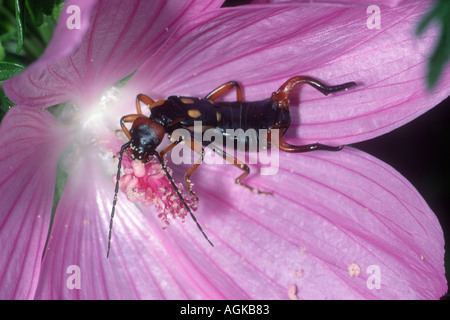 Earwig,. Se nourrissant de fleur Banque D'Images