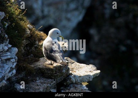 Gull à vers le bas d'une falaise perchaude Banque D'Images