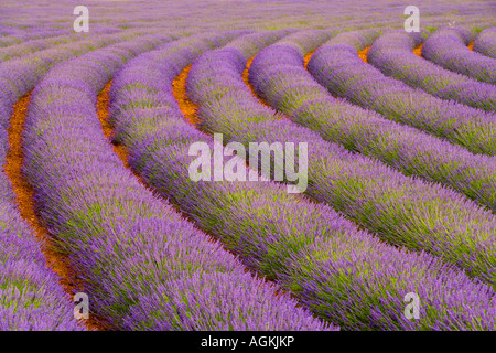 France, région de la Provence. Les lignes incurvées de lavande près du village de Sault. Banque D'Images