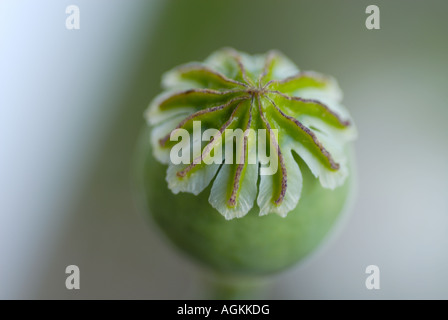 Poppy seed head Banque D'Images