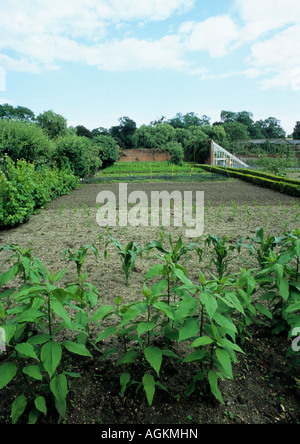 Jardins ouverts au Hall dans le Suffolk Redisham Banque D'Images