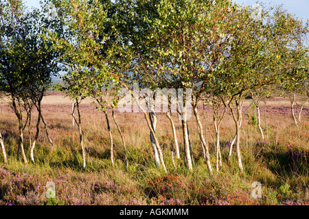 Le bouleau verruqueux et Heather fleurs sur le Dorset Heathland près de Arne sur l'île de Purbeck Banque D'Images