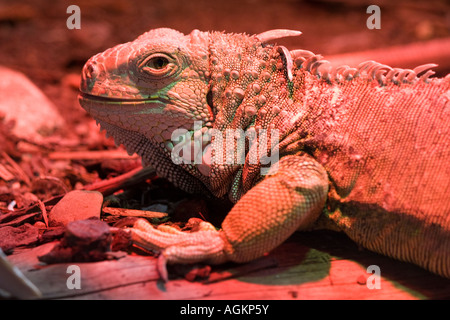 Iguana baigne sous une lampe de la chaleur infrarouge Trotters zoo parc de la faune UK Cumbria Bassenthwaite Banque D'Images